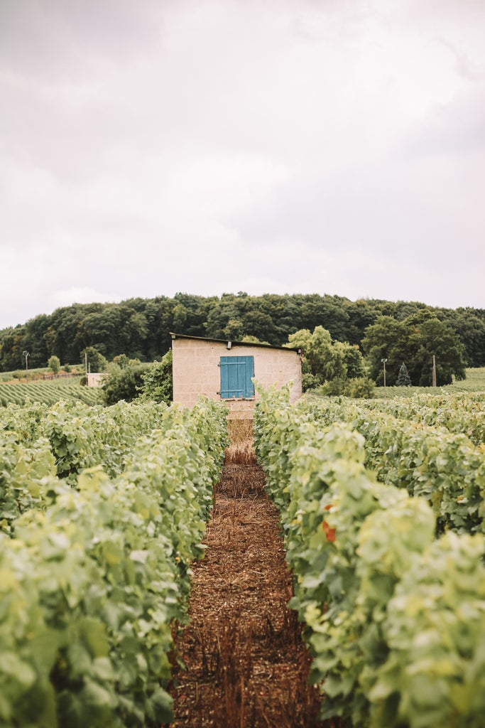 Elegant champagne vineyards stretch across rolling hills near scenset, with vintage wine estate and golden sunlight illuminating lush French countryside landscape