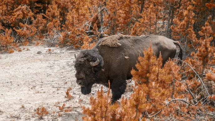 Bison enjoy the occasional steam bath too