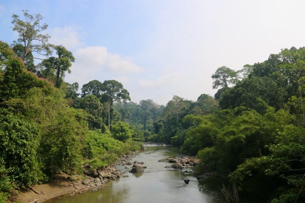 Luxury elevated wooden boardwalk winding through pristine rainforest canopy at Danum Valley, mist rising from dense jungle below