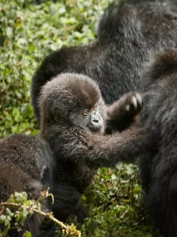 Luxurious eco-lodge nestled in lush Rwandan rainforest, featuring elegant wooden suites with panoramic views of misty mountain landscapes.