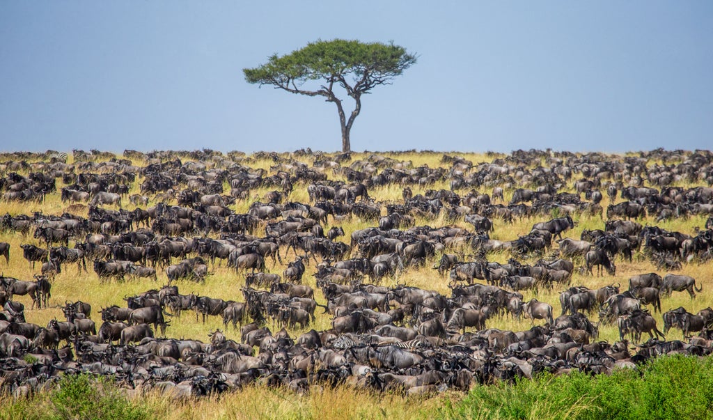 Vast Serengeti plains with hundreds of wildebeest and zebras crossing golden grasslands during annual migration, dramatic sunrise backlighting majestic wildlife scene