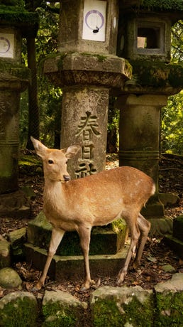 Nara Deer