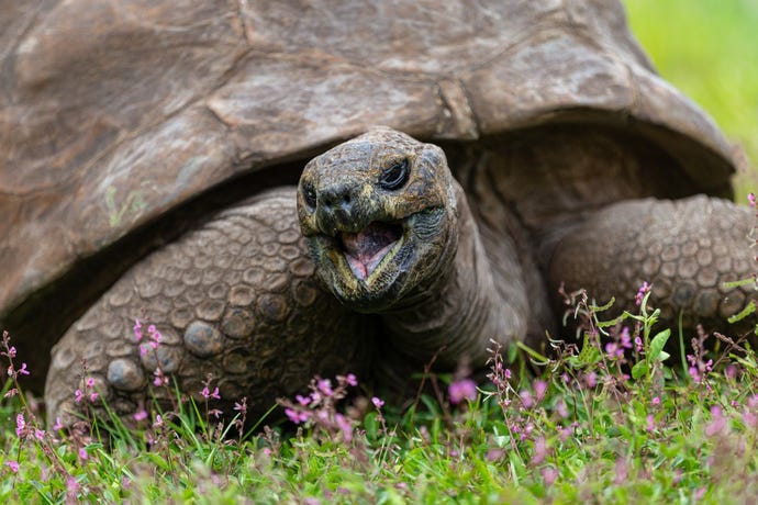 189 years of flower appreciation: Jonathan is the oldest land animal on earth