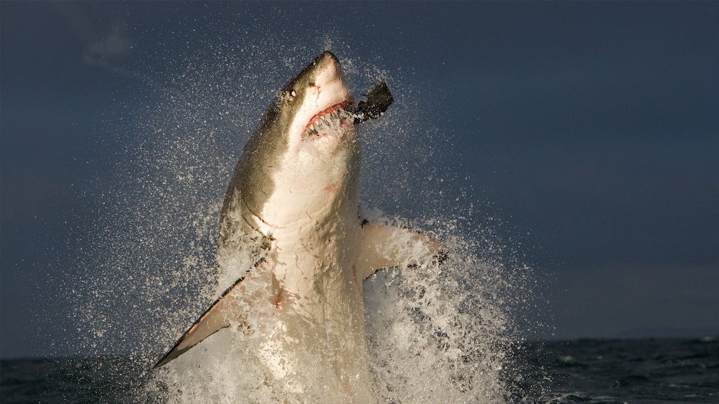 Steel cage submerged in crystal-clear ocean waters, surrounded by great white sharks near luxury yacht off South African coast