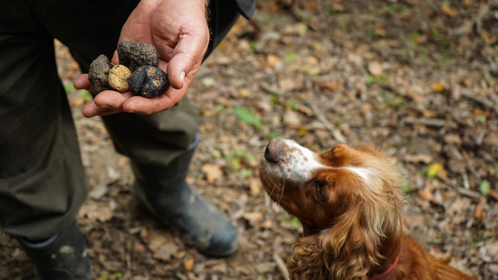 Truffle hunter and trained dog search forest floor amid sun-dappled Tuscan oak trees in prestigious Chianti wine region