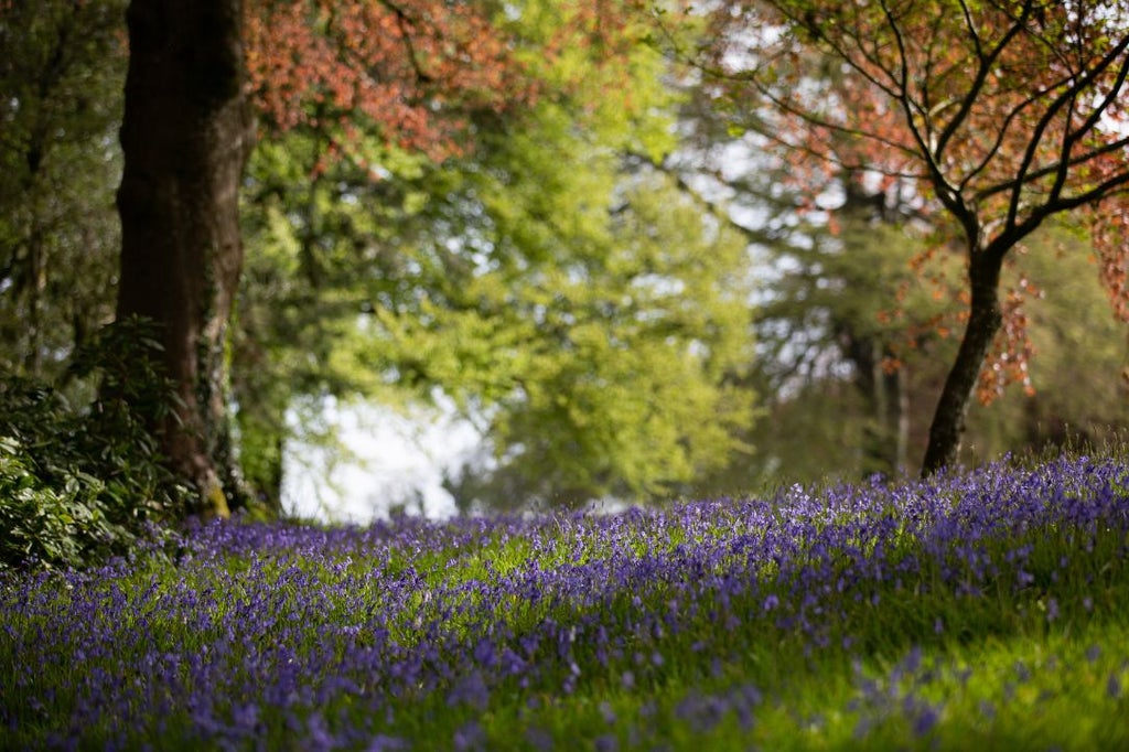 Luxurious countryside boutique hotel nestled in lush Welsh landscape, featuring elegant stone exterior with manicured gardens and verdant surroundings near Narberth