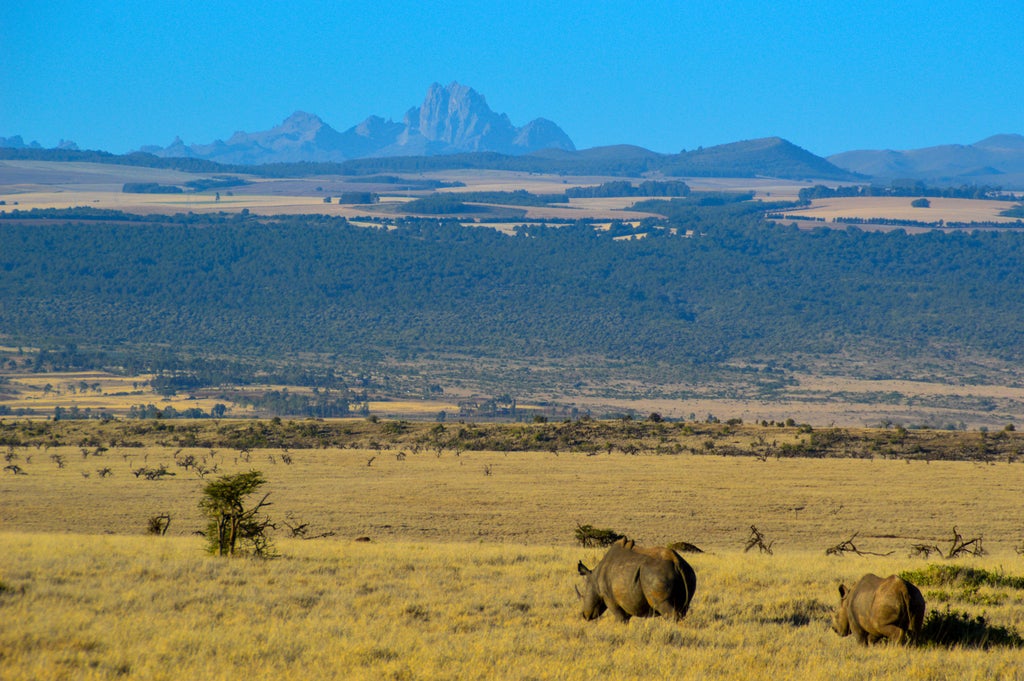 Majestic aerial view of Lewa Conservancy showing luxury safari tents nestled among acacia trees with Mount Kenya in the background