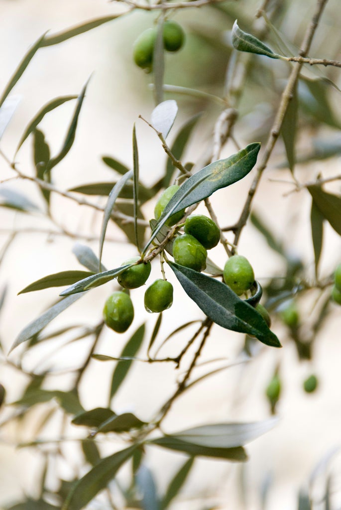 Rustic wooden table with premium olive oil bottles, crystal glasses, and fresh olives overlooking lush Greek olive grove at golden sunset hour