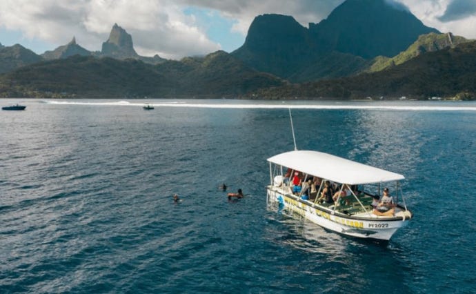 Whale watching in Moorea
