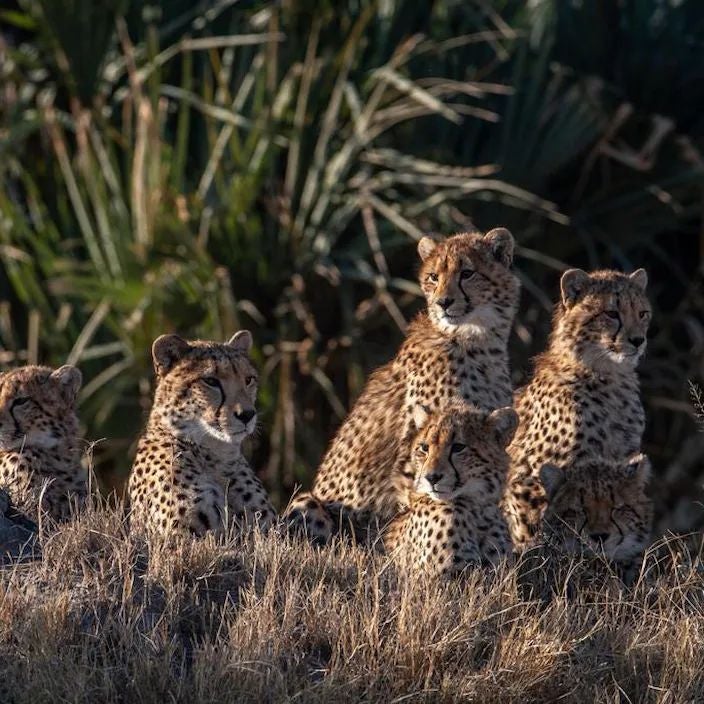 Luxury safari lodge nestled in Botswana's lush wilderness, featuring elegant canvas tents, raised wooden walkways, and panoramic views of the scenic landscape.