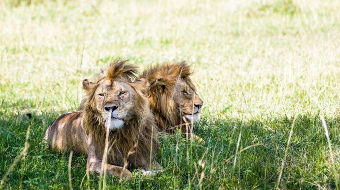 Lions laying about in the Grumeti Reserve
