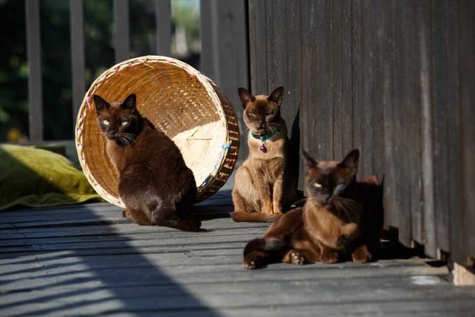 A group of Burmese cats relaxing in the sun