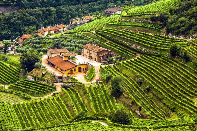 Valpolicella vineyards
