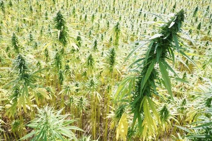 The cannabis field in Jamaica.