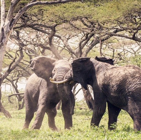 Elephants of Tanzania's Serengeti