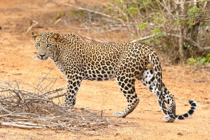 A leopard breaks cover in Yala National Park