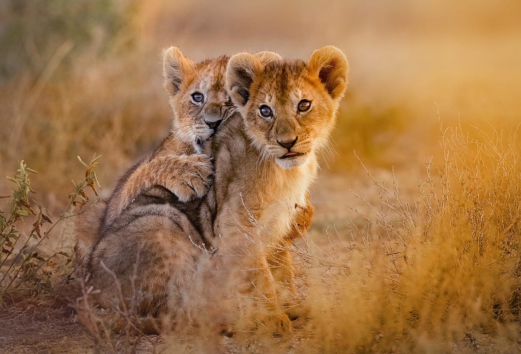 An Iconic Safari in Kenya