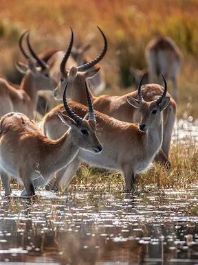 Luxurious safari lodge nestled in Botswana's wilderness, with tented suites overlooking lush delta landscape, wooden decks, and golden afternoon light.