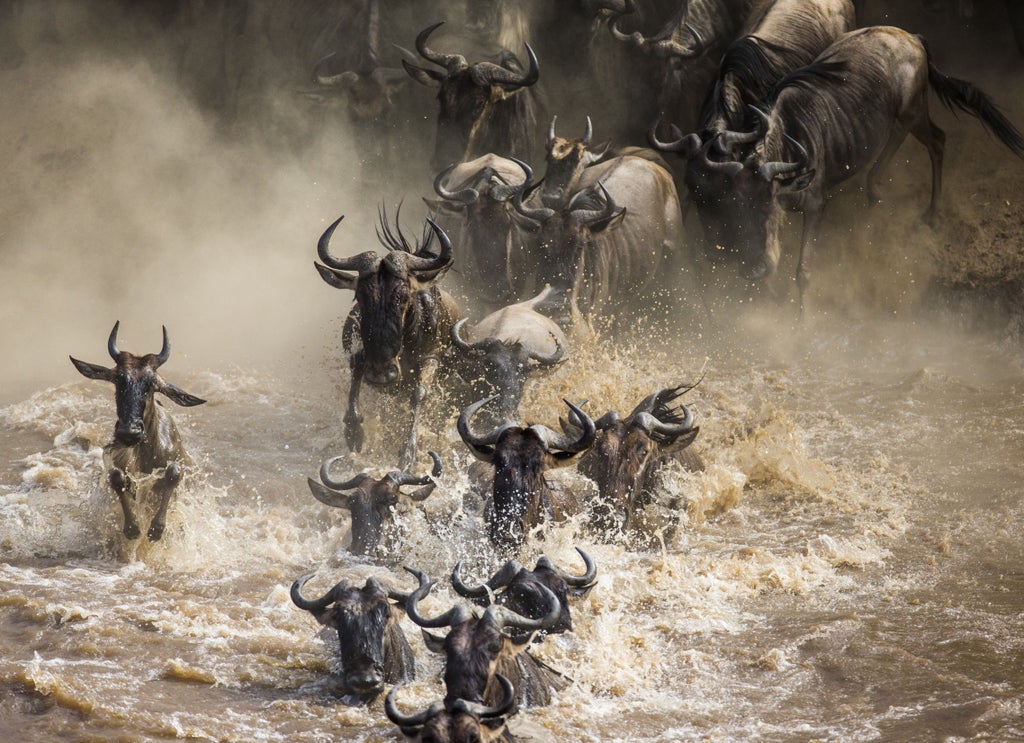 Majestic wildebeest herds crossing Serengeti plains during annual migration, golden grasslands, dramatic clouded sky, pristine wilderness landscape