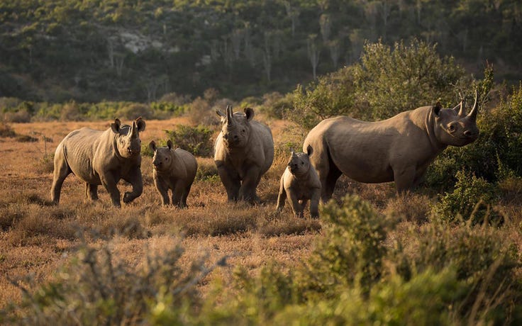 Spot the elusive black rhino
