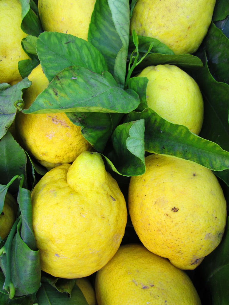 Vibrant yellow Sfusato lemons growing on terraced groves along Amalfi's steep cliffs, with Mediterranean Sea views in background