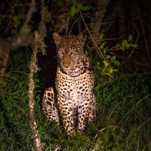 Luxurious tented safari camp nestled in Botswana's scenic wildlife landscape, featuring elegant wooden decks overlooking pristine wilderness and lush delta surroundings.