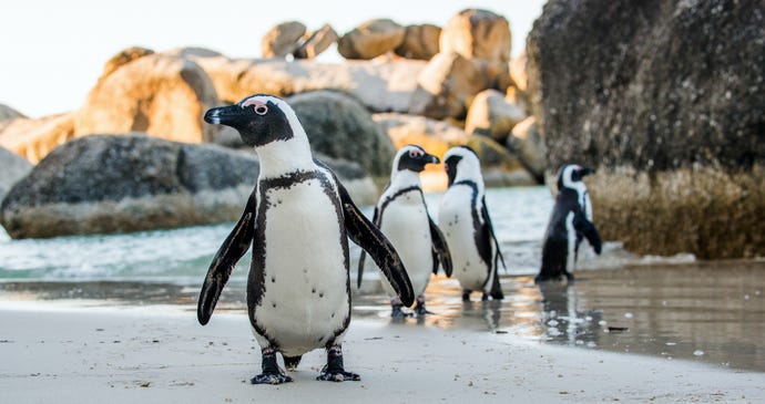 Say hello to the locals during your Cape Peninsula drive
