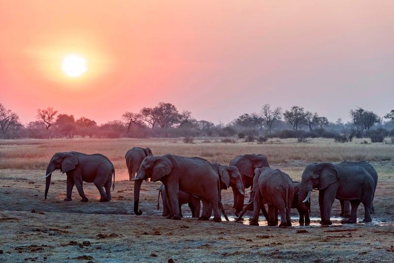 Elevated safari lodge overlooking Savuti Channel with luxury tented suites, private deck, and natural wood furnishings in golden savanna