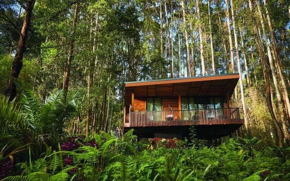 Luxurious wooden treehouse suite nestled in lush Rwandan rainforest, with floor-to-ceiling windows revealing verdant mountain landscape at Gorilla's Nest resort