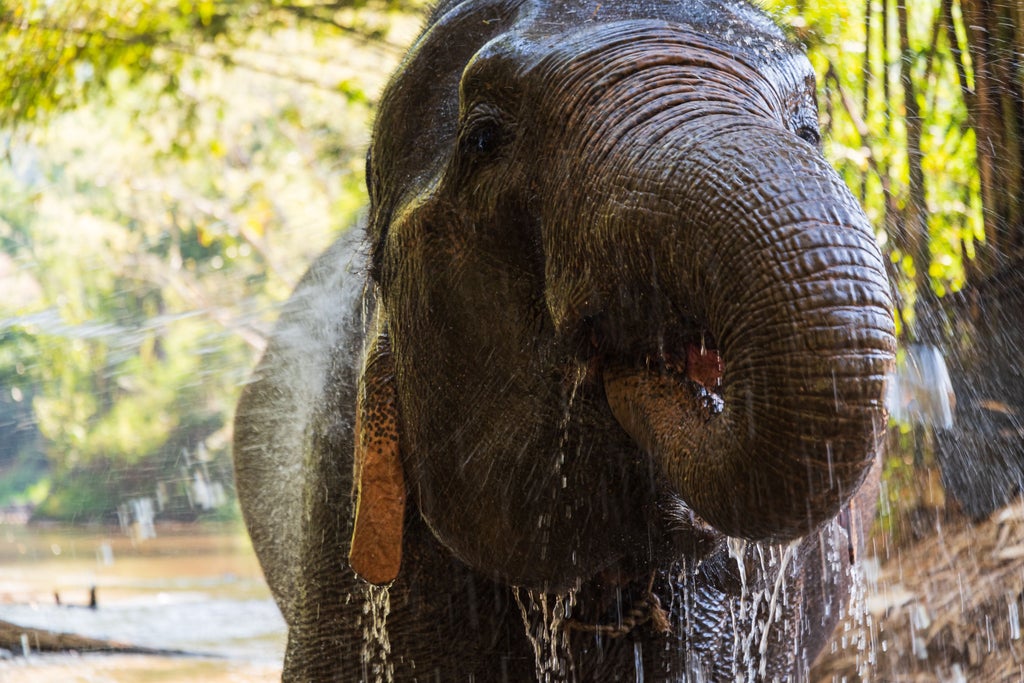 Majestic elephants roam lush green highlands, with travelers enjoying luxurious eco-safari experience under golden Thai sunlight near tropical forest backdrop