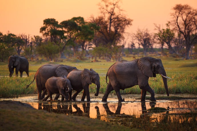 Witness the congregation of wildlife and predators around the watering holes of the Mwiba Reserve
