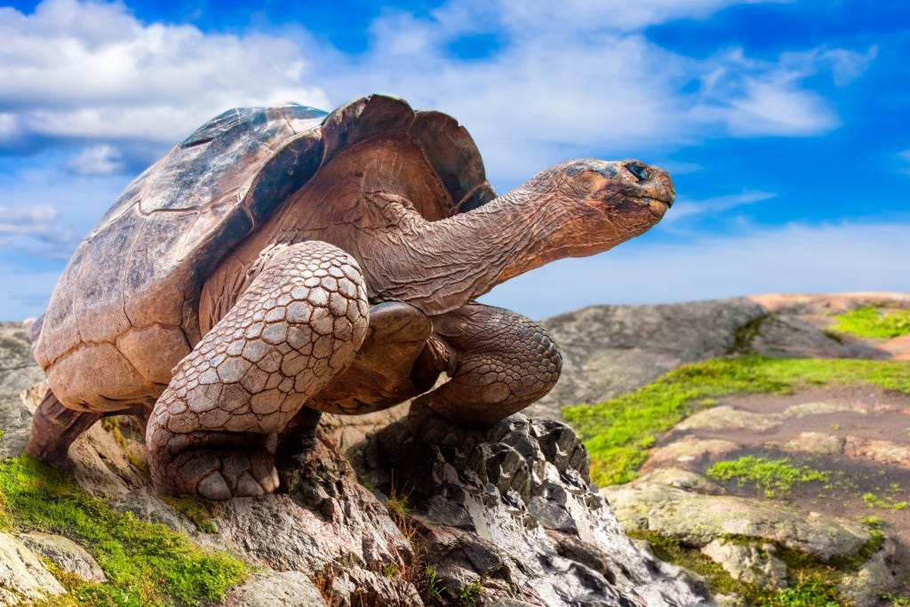 New Year's in the Galapagos