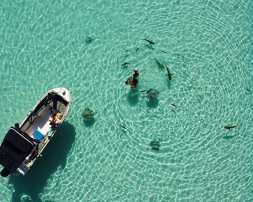 Snorkel with sharks and rays
