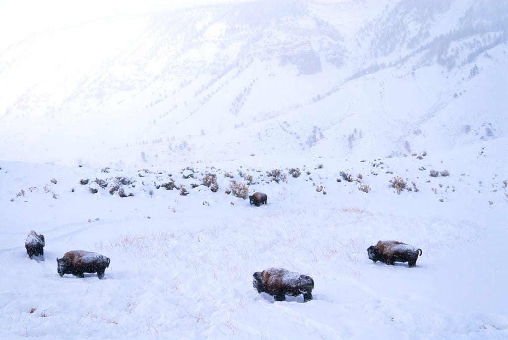 Skiing with Bison in Yellowstone