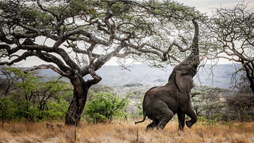 An elephant looking for the perfect foliage to munch on