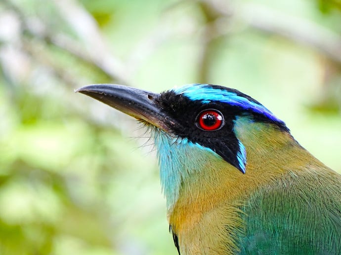 Blue-crowned motmots can be spotted by those with a good eye