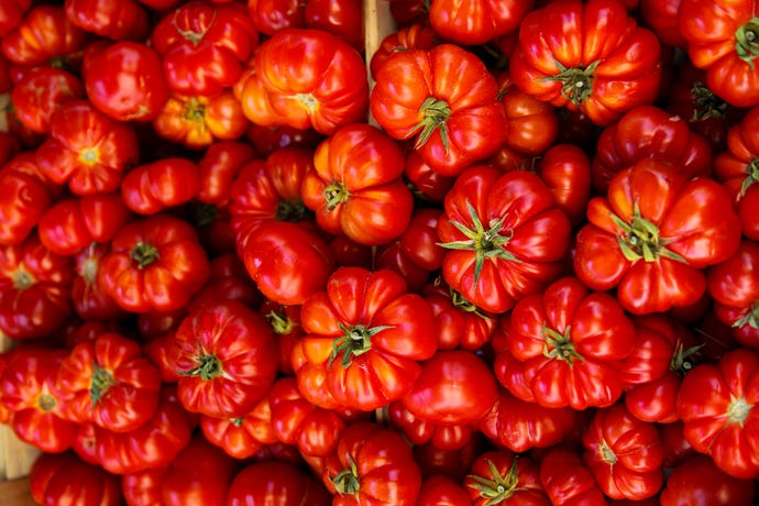 The secret to Italian cuisine is in the ingredients. This is *cuore di bufflala* tomatoes, "heart of the veal" tomatoes. Some of the best varieties in the country!
