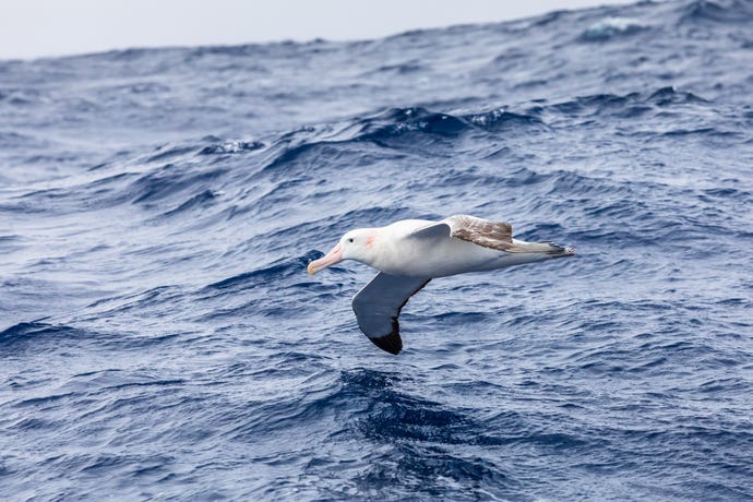 You'll find wandering albatross gliding at low altitudes above the ocean's surface.
