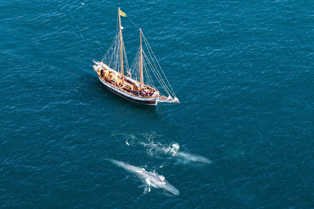 Sustainable Whale Watching in Northern Iceland