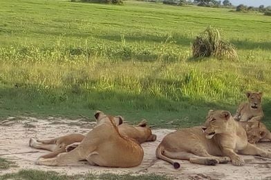 Luxurious safari tented camp nestled in lush Botswana wilderness, with elegant canvas suites overlooking scenic Delta landscape at dusk