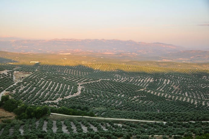 Úbeda and Baeza are separated by a sea of olive groves