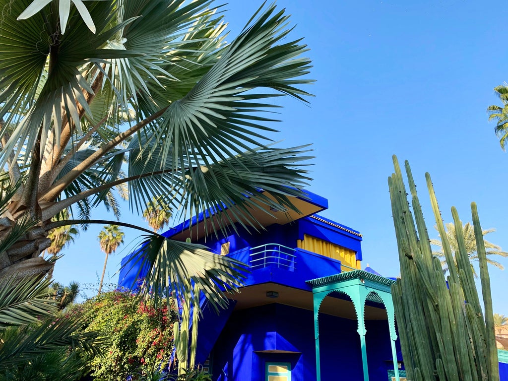 Vibrant cobalt blue walls of Majorelle Garden frame lush exotic plants, ornate pathways, and Moroccan-style architectural details in Marrakech.