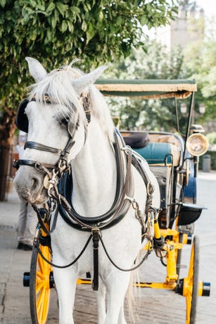 Enjoy a ride on a horse-drawn carriage.
