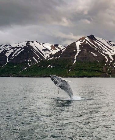 Whale Watching
