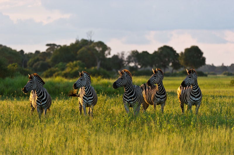 Elevated luxury safari tent with wooden deck overlooking Botswana's Okavango Delta, surrounded by acacia trees at sunset