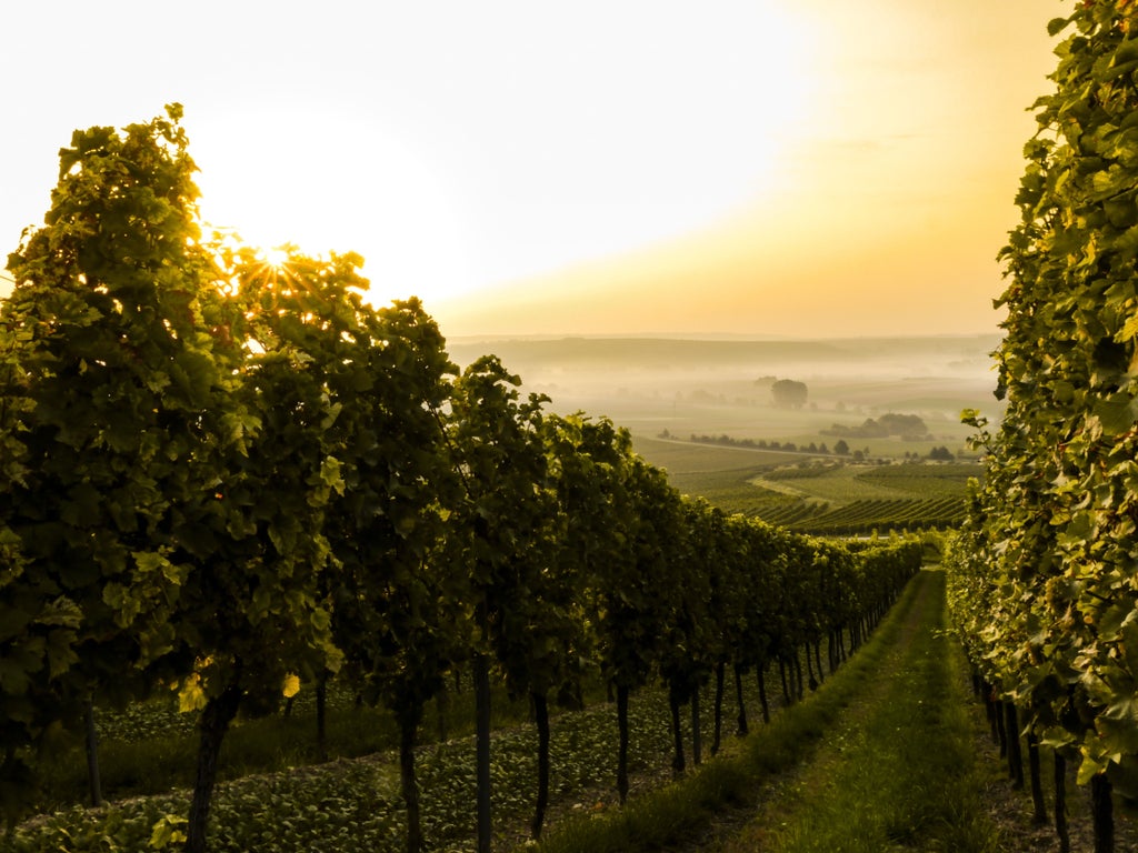 Sunlit vineyard rows stretch across rolling Tuscan hills, with rustic stone villa and cypress trees dotting the Chianti landscape