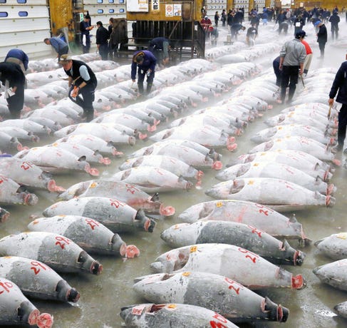 Tsujiki Fish Market
