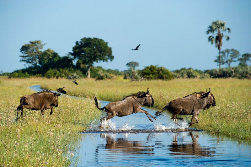 Elevated safari lodge with private deck overlooking Okavango Delta wetlands, featuring a plunge pool and traditional thatch roof