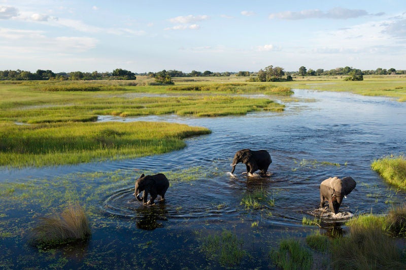 Elevated safari lodge with thatched roof overlooking the Okavango Delta, wooden deck and plunge pool surrounded by palm trees