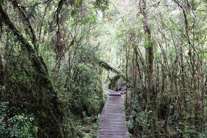 Keep your eyes peels for rare Alerce trees